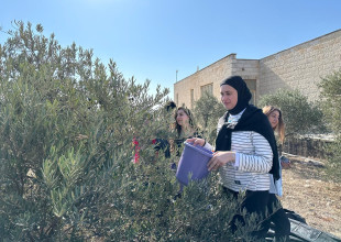 ينفذ المشروع الانشائي العربي أسبوعاً تطوعيا لتنظيف وتقليم وعزق الارض وازالة الاعشاب وزراعة الأشجار المثمرة في مدرسة دار اليتيم العربي في القدس.