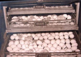 History of the Association