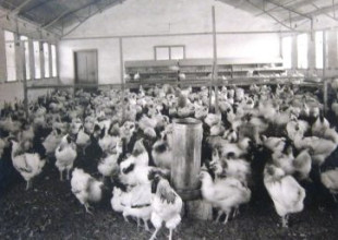 History of the Association