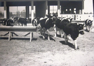 History of the Association