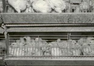 History of the Association