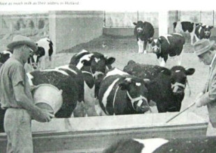 History of the Association