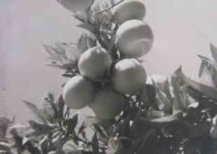 History of the Association