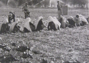 History of the Association