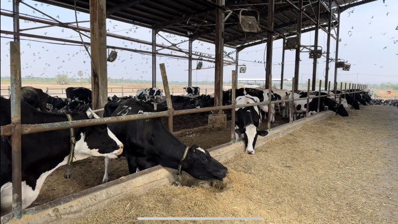 الاستثمار في الثروة الحيوانية